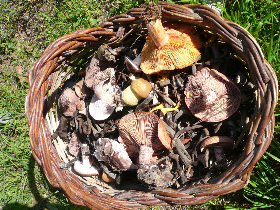 bolets